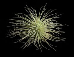 Air Plants
Garden Design
Calimesa, CA