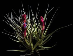 Air Plants
Garden Design
Calimesa, CA