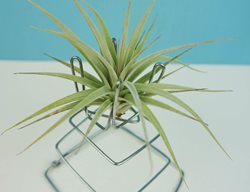 Airplants, Art, Plant Holder
Garden Design
Calimesa, CA