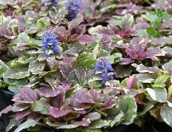 Ajuga 'burgundy Glow', Blue Flowering Ground Cover
Shutterstock.com
New York, NY