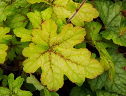 Alabama Sunrise Heucherella, Foamy Bells
Shutterstock.com
New York, NY