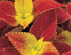 Alabama Sunset Coleus, Red Coleus
Garden Design
Calimesa, CA