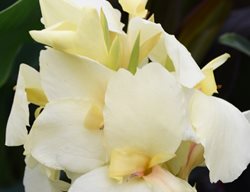 Alaska Canna Lily, White Canna Flower
Millette Photomedia
