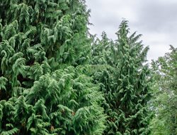 Alaska Cedar Tree, Callitropsis Nootkatensis
Shutterstock.com
New York, NY