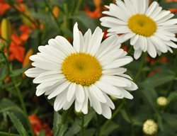 Alaska Shasta Daisy, Leucanthemum Superbum, White Flower
Shutterstock.com
New York, NY