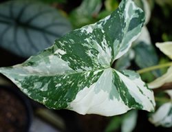 Albo Variegatum Arrowhead Vine, Syngonium Podophyllum
Shutterstock.com
New York, NY