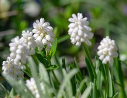 Album Grape Hyacinth, White Muscari, Muscari Botryoides
Shutterstock.com
New York, NY