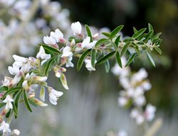 Albus Rosemary, Salvia Rosmarinus
Shutterstock.com
New York, NY