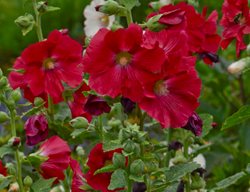 Alcea Rosa 'mars Magic', Red Hollyhock
Proven Winners
Sycamore, IL