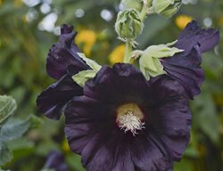 Alcea Rosea, Blacknight, Black Flower, Hollyhock
Walters Gardens
