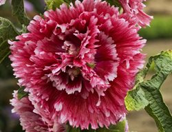 Alcea Rosea, Fiesta Time Hollyhock
Walters Gardens
