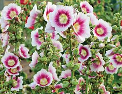 Alcea Rosea, Halo Series, Blush, Pink And White Flower
Walters Gardens
