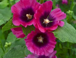 Alcea Rosea, Halo Series, Cerise Flower
Walters Gardens
