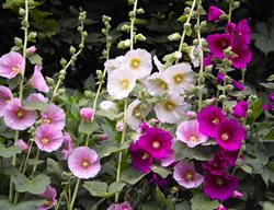 Alcea Rosea, Hollyhock, Pink Flowers
Shutterstock.com
New York, NY
