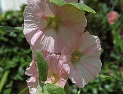 Alcea Rosea, Indian Spring, Pink Flower
Alamy Stock Photo
Brooklyn, NY