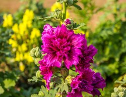 Alcea Rosea, Majorette Hollyhock, Pink Flower
Shutterstock.com
New York, NY