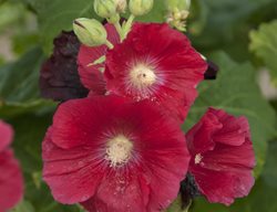 Alcea Rosea, Mars Magic Flower, Hollyhock
Walters Gardens

