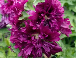 Alcea Rosea, Queeny Purple, Hollyhock
Alamy Stock Photo
Brooklyn, NY