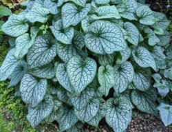 Alexander's Great Brunnera, Brunnera Macrophylla
Shutterstock.com
New York, NY