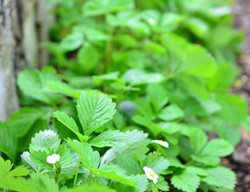 Alexandria Strawberry, Strawberry Plants
Shutterstock.com
New York, NY