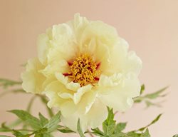 Alhambra, Peony, Yellow Flower
Garden Design
Calimesa, CA