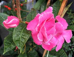 Alice Du Pont Mandevilla, Mandevilla X Amabilis
Shutterstock.com
New York, NY