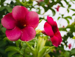 Alice Du Pont Mandevilla, Mandevilla X Amabilis
Shutterstock.com
New York, NY