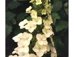 Alice Oakleaf Hydrangea, Hydrangea Quercifolia 'alice'
Spring Meadow Nursery
Grand Haven, MI