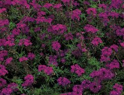 All-America Selections
Downers Grove, IL