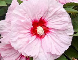All Eyes On Me Rose Mallow, Hibiscus Hybrid
Proven Winners
Sycamore, IL