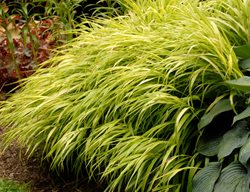 All Gold Japanese Forest Grass, Hakonechloa Macra
Proven Winners
Sycamore, IL