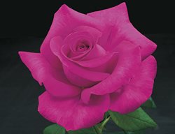 All My Loving, Hybrid Tea, Cutting Rose
Weeks Roses
Wasco, CA