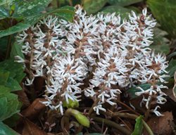 Allegheny Spurge, Pachysandra Procumbens
Shutterstock.com
New York, NY