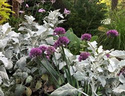 Allium And Senecio
Garden Design
Calimesa, CA