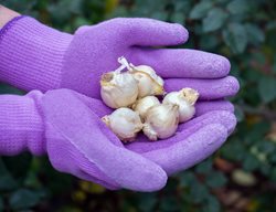 Allium Caeruleum Bulbs, Allium Bulbs
Shutterstock.com
New York, NY