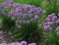 Allium, Flower, Bulb
Proven Winners
Sycamore, IL