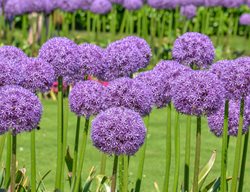 Allium Gigantum, Purple Allium Flowers, Ornamental Onion
Shutterstock.com
New York, NY
