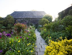 Allium Hollandicum
Garden Design
Calimesa, CA