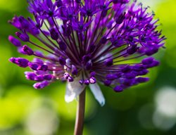 Allium Hollandicum ‘purple Sensation’
Garden Design
Calimesa, CA