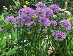 Allium Millenium
Garden Design
Calimesa, CA