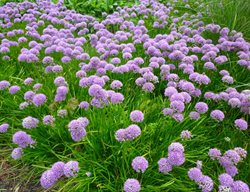 Allium Millenium, Ornamental Onion
Shutterstock.com
New York, NY