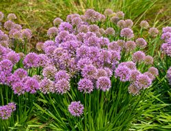Allium 'millenium'
Shutterstock.com
New York, NY