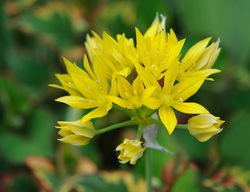 Allium Moly, Golden Garlic Flower, Yellow Allium
Shutterstock.com
New York, NY