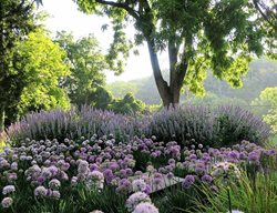 Allium Pathway
Donald Pell Landscape Design
Phoenixville, PA