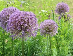 Allium, Purple Stalk, Bulb
Pixabay
