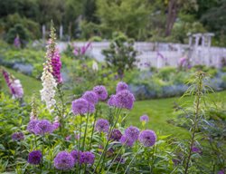 Alliums In David Culp's Garden
Garden Design
Calimesa, CA