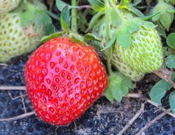 Allstar Strawberry, Red Berry
Shutterstock.com
New York, NY