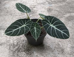 Alocasia Black Velvet, Alocasia Reginula 'black Velvet'
Shutterstock.com
New York, NY