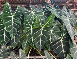 Alocasia Frydek, Alocasia Micholitziana 'frydek'
Shutterstock.com
New York, NY