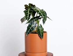 Alocasia
Garden Design
Calimesa, CA